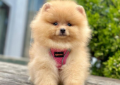 Safkan Pomeranian Boo Yavrularımız